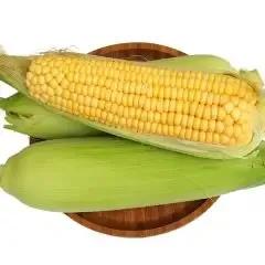 喜欢吃玉米饭的千万别错过,最好吃的玉米产地