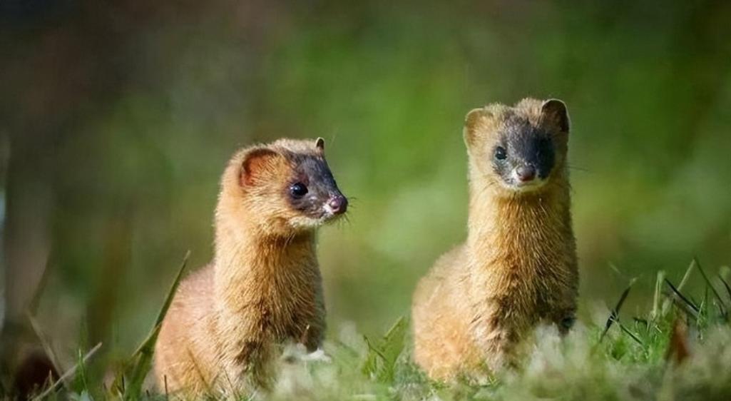 为啥有一代人说黄鼠狼不能吃,李时珍讲不吃黄鼠狼的原因