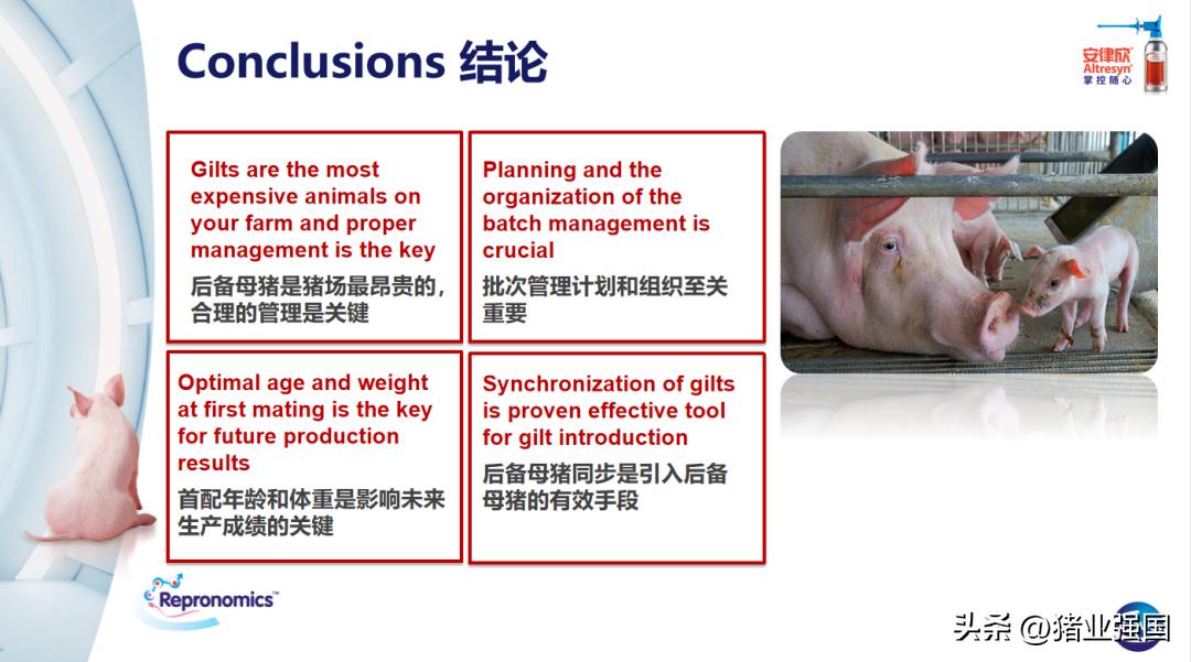 养猪技术及策略,猪场如何应对行情低迷