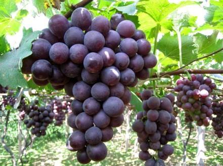 葡萄能叫提子吗,葡萄和提子有什么区别