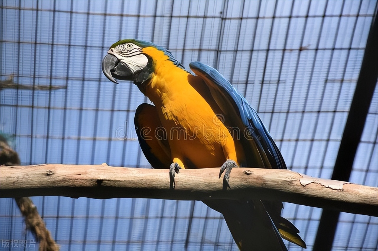 家宠鹦鹉吃什么,虎皮鹦鹉感冒了有什么症状