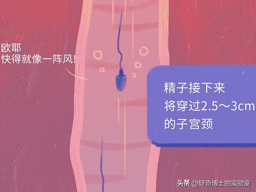 精子进入人体1小时变化,精子进入人体24小时变化