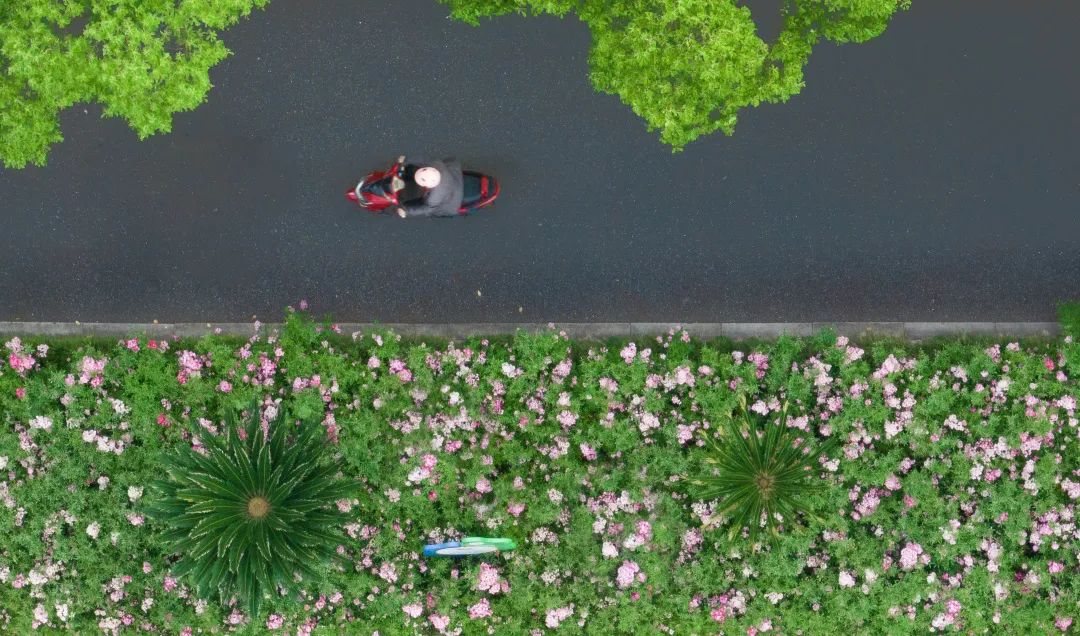 太仓蓝色花海,太仓好看的花海