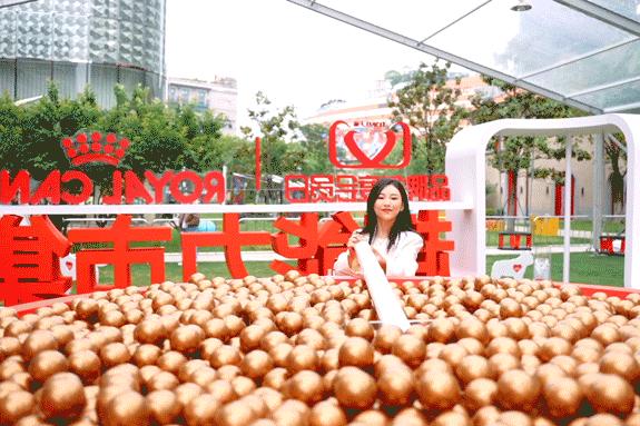 市区100平米宠物游乐园,宠物游乐场室内