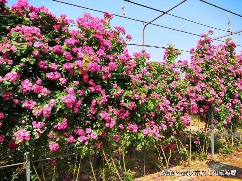 花朝河湾旅游景区本地人要门票吗,潘塘罗杨村花朝河湾景区最新消息