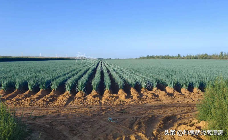 大葱种子价格咨询,大葱种子洋葱种子哪里买