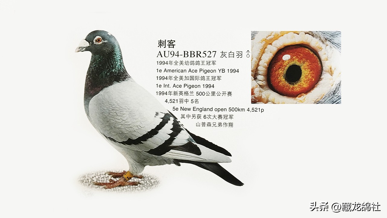 激发赛鸽潜力的方法,怎样让赛鸽保持巅峰状态