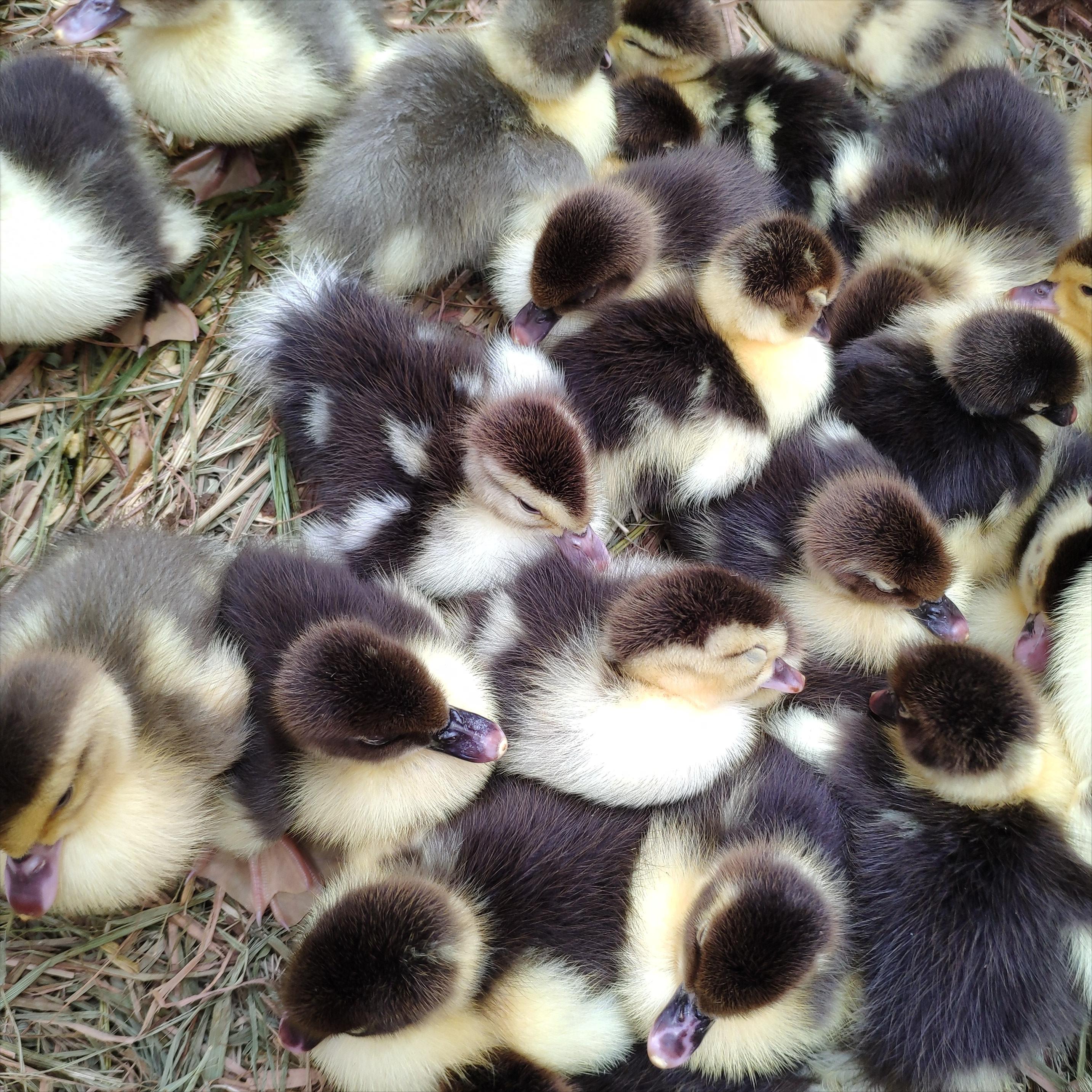 小鸭子的养殖方法和注意事项,刚买的小鸭子怎么养殖呢