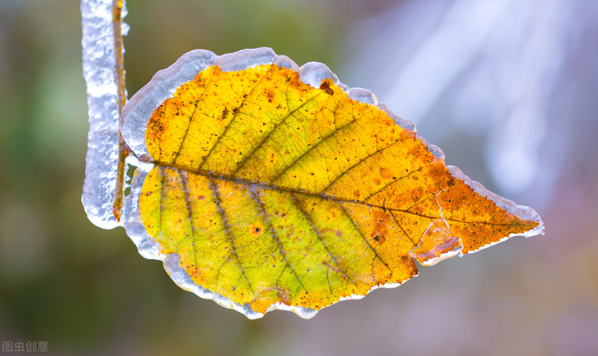 一花一世界一叶一菩提,一花一世界一叶一菩提本来无一物