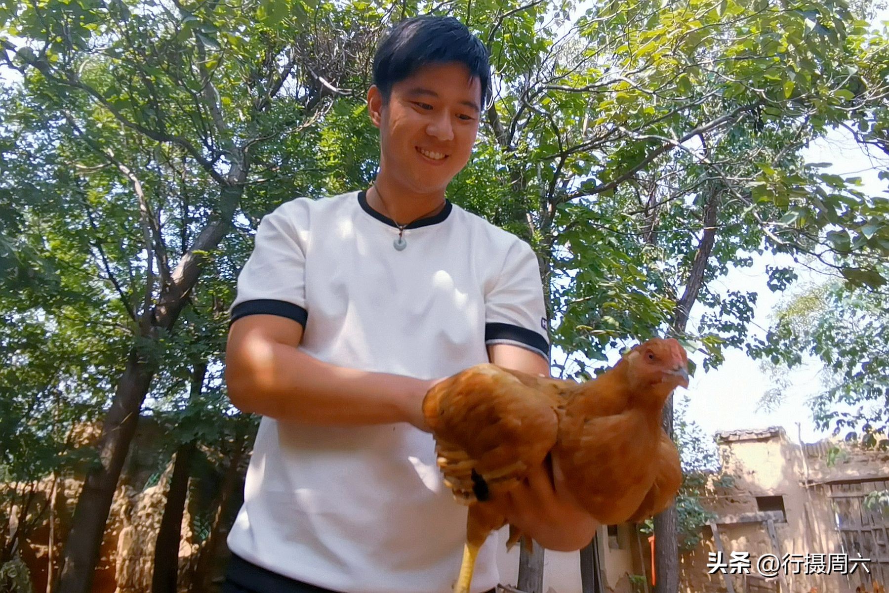 农村养跑山鸡前景,养殖1000只跑山鸡的成本和利润