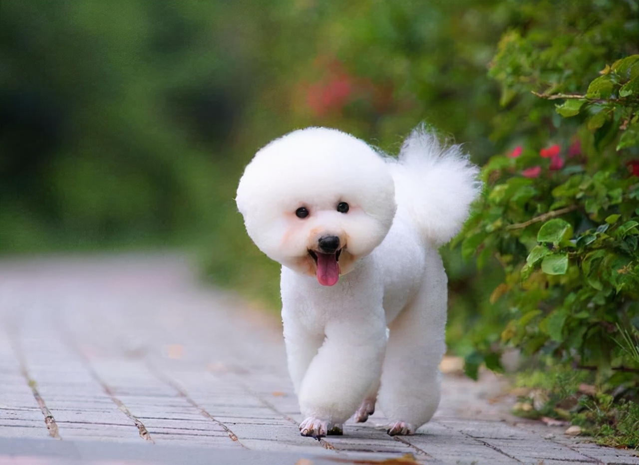 不建议养的10种狗排名,这7种狗公认无攻击性很适合家养