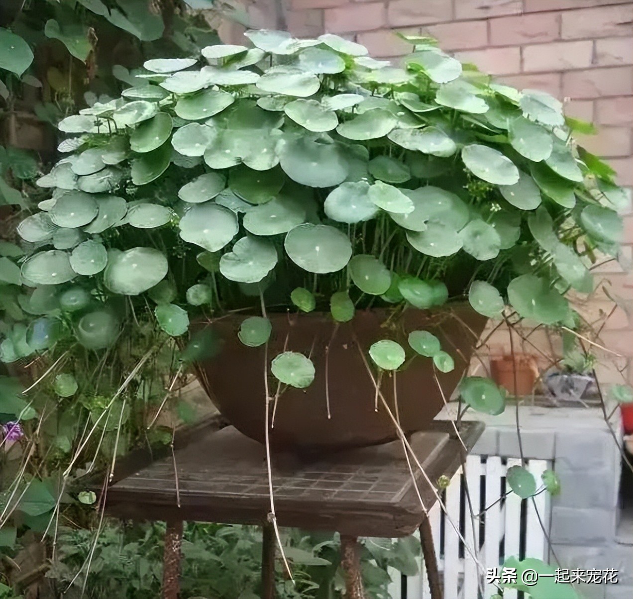 哪些花夏天要注意浇水养护,4种花不浇水才长得旺