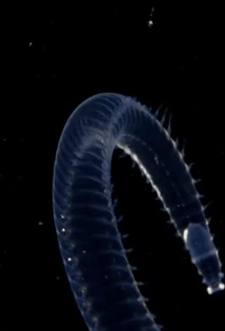 海洋巨蟒真实照片大全,海洋巨蟒真实图片大全