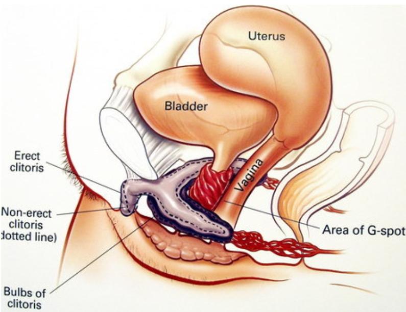 女人没有子宫和正常人有什么区别,没有子宫的女性对身体有什么影响