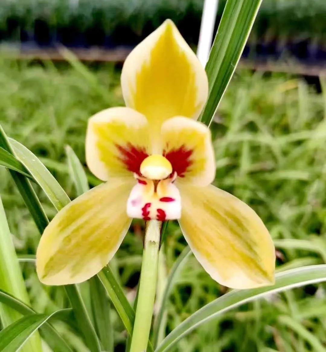 母亲是文盲沟通很困难,妈妈是文盲想认字