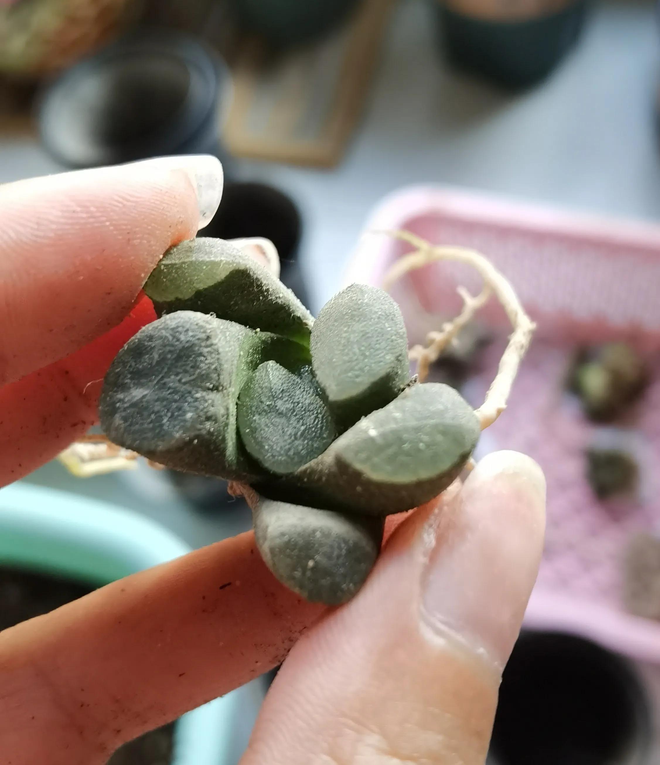 玉露种子怎么种,从种子开始种玉露