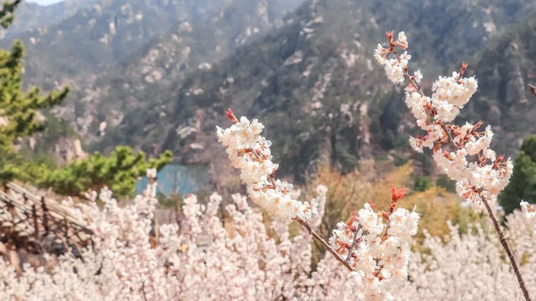 疫情快过去吧，我不想错过这座海滨老城的春天