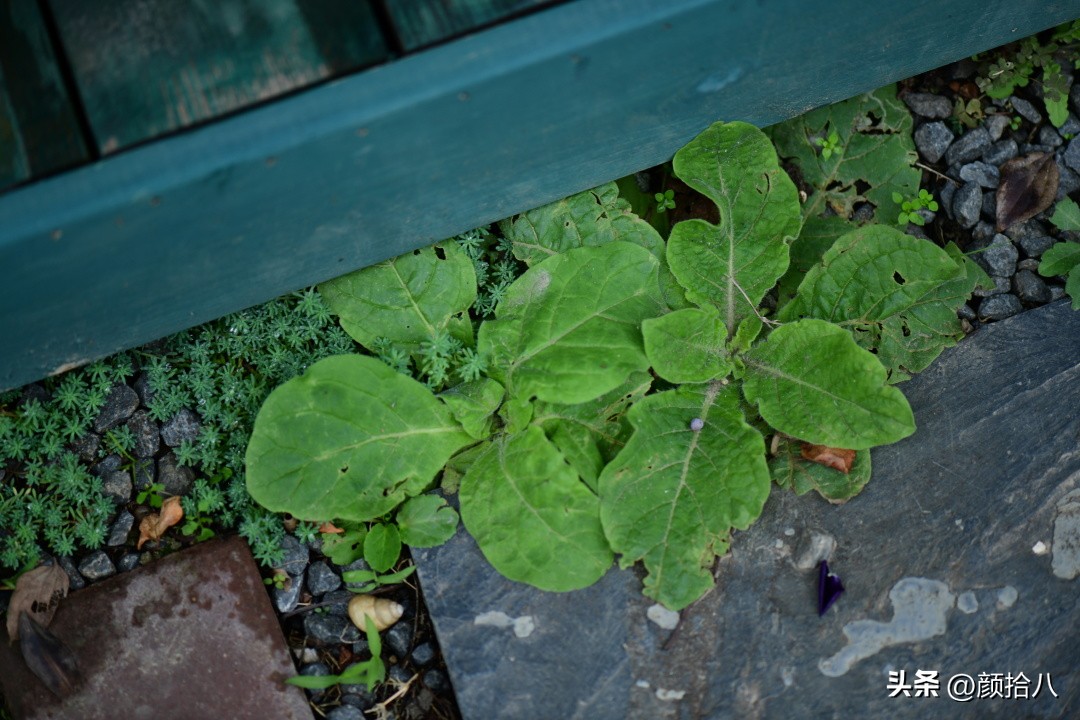 冬天开花的室外花卉盆栽,温室盆栽观花花卉植物