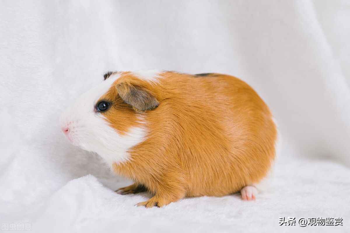 荷兰猪吃荷兰猪吗,荷兰猪很能吃这是为什么