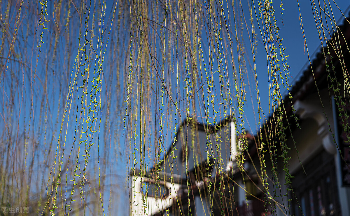 风吹杨柳万千条打一动物,风吹杨柳万千条解析