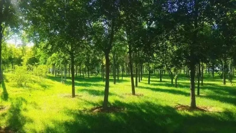 武清津北森林公园还开放吗,天津武清津北森林公园好玩吗