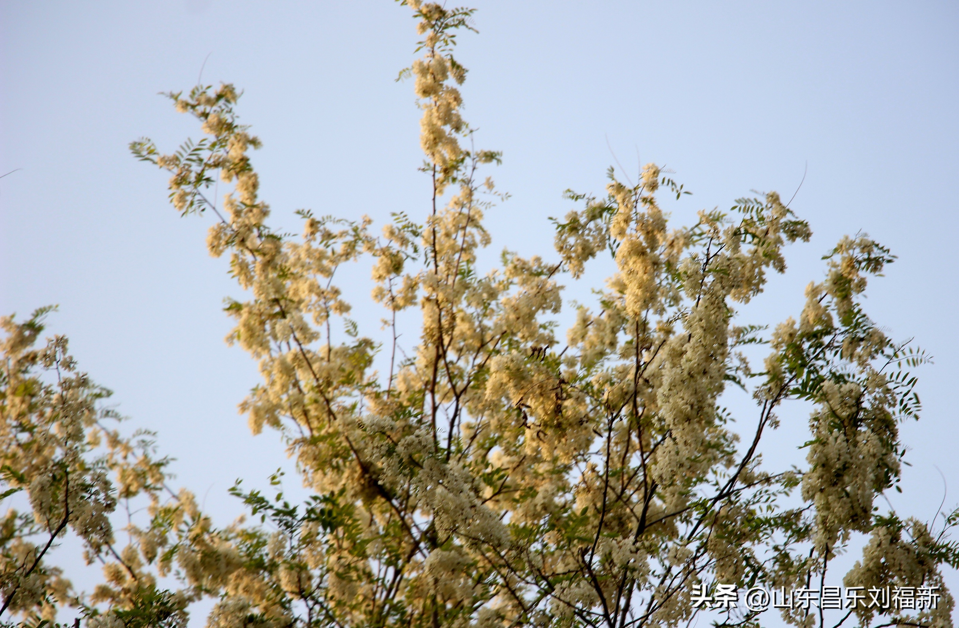 洋槐花·万马奔腾电器·鄌郚医院贴膏药