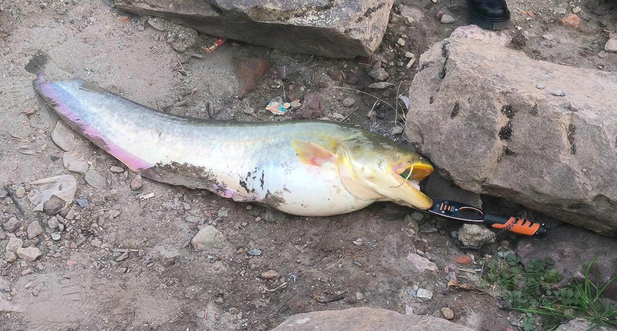 野钓最大泥鳅,野钓巨型泥鳅