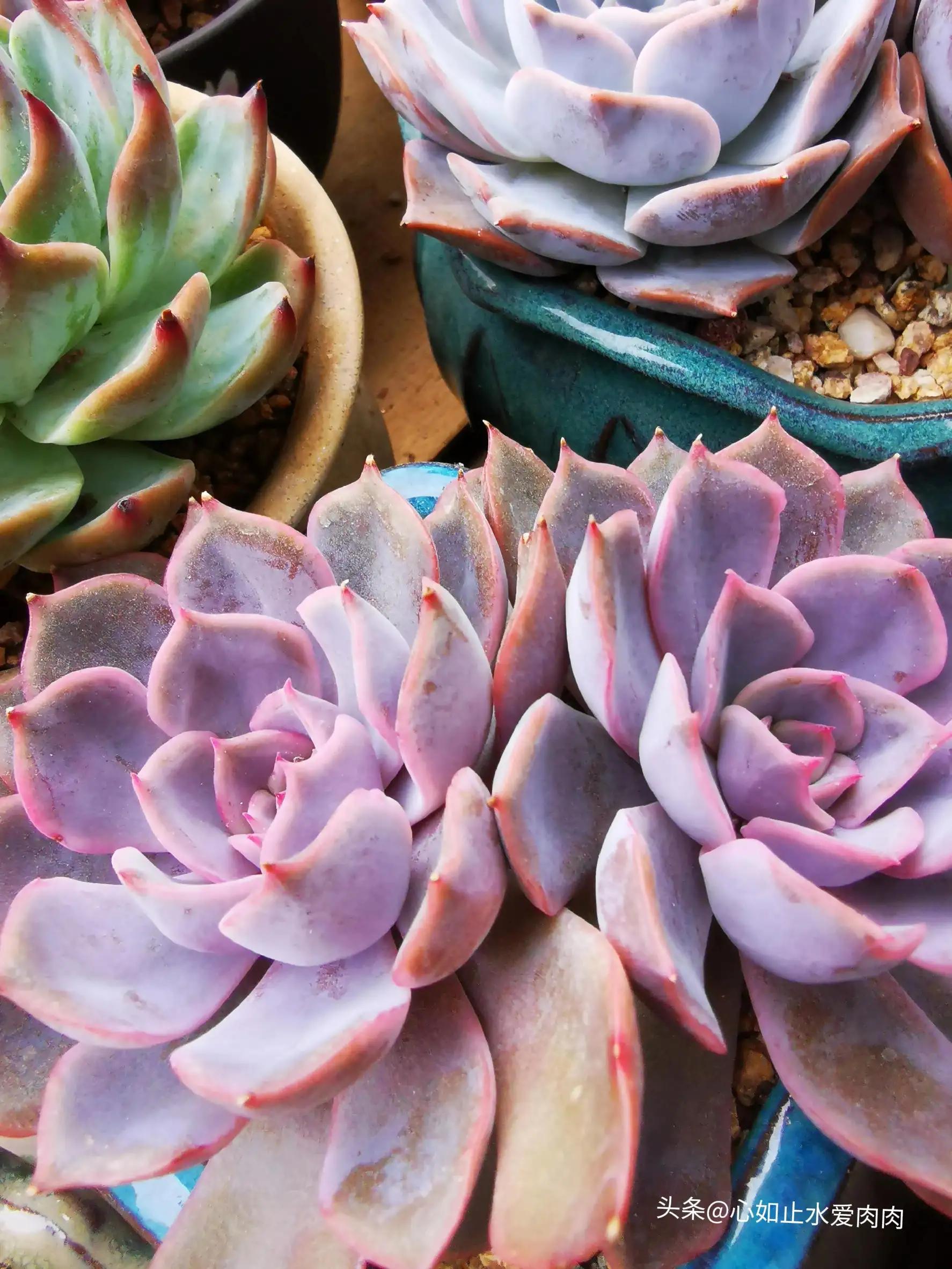 紫色是高级的浪漫,紫色是浪漫的最高级色调