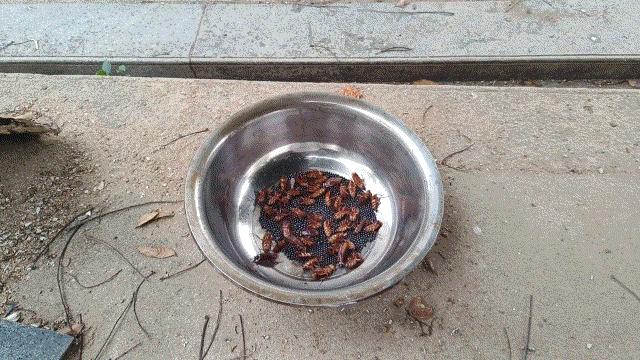 吸血鬼真正的进食方式,海底的吸血鬼进食