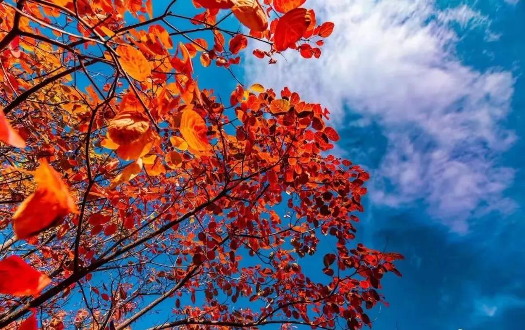 济南赏秋全攻略,秋天济南去哪里赏秋最好