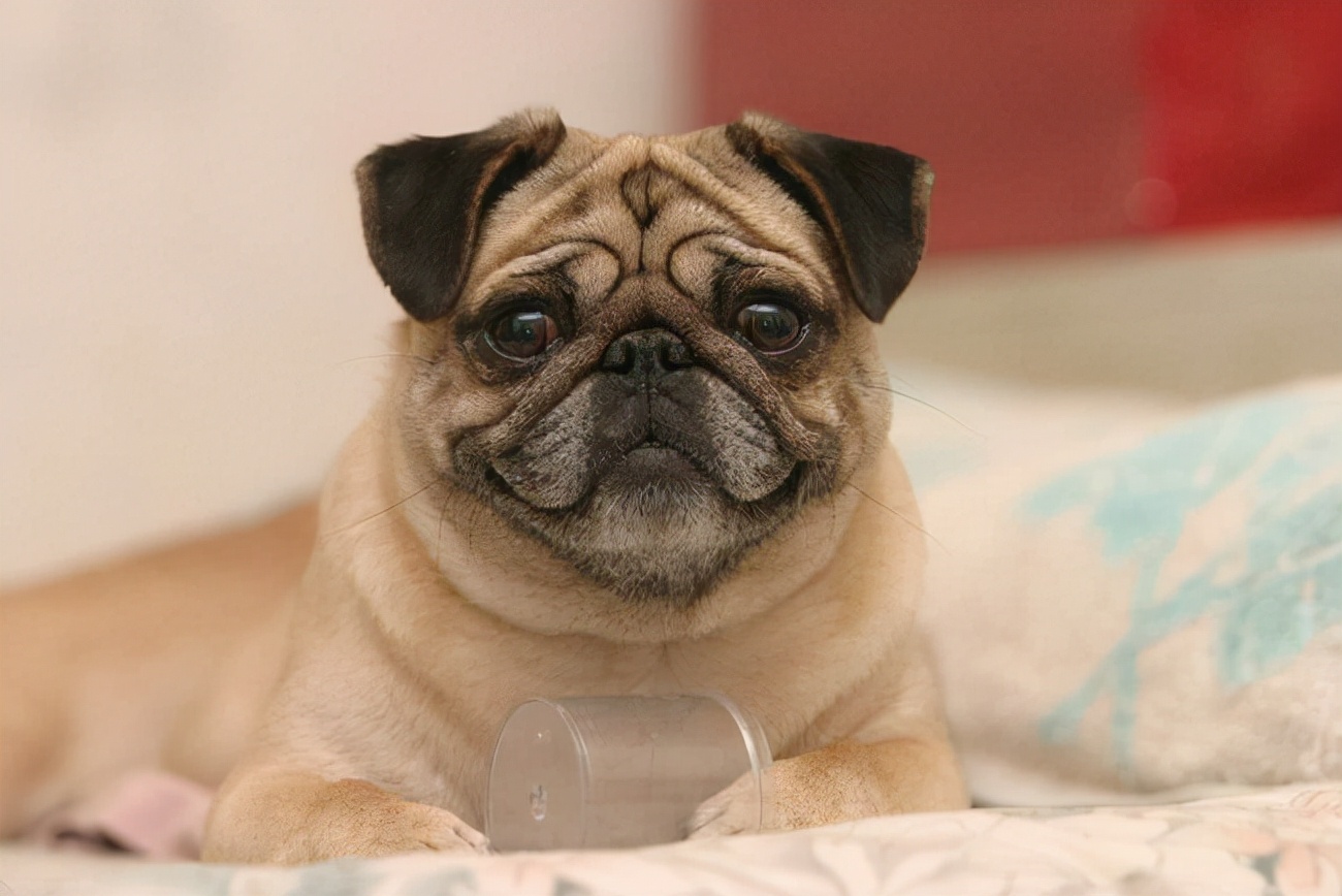 巴哥犬吐舌头是啥意思,巴哥犬学人吐舌头的视频