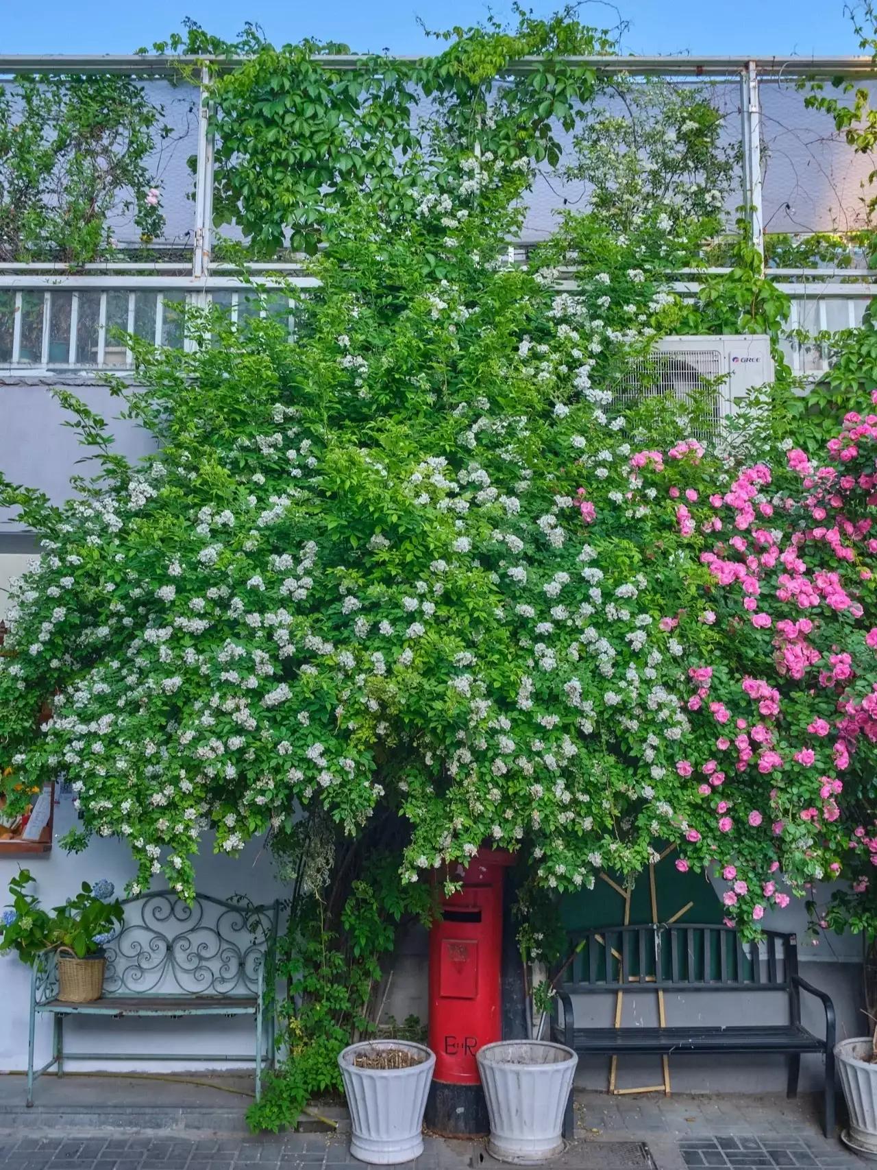 手机壁纸北京春天,北京胡同秋天壁纸