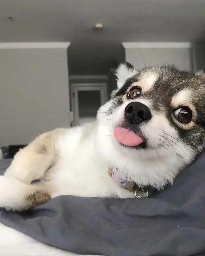 我家狗以为它是我亲生的,我家的狗以为自己是亲生的