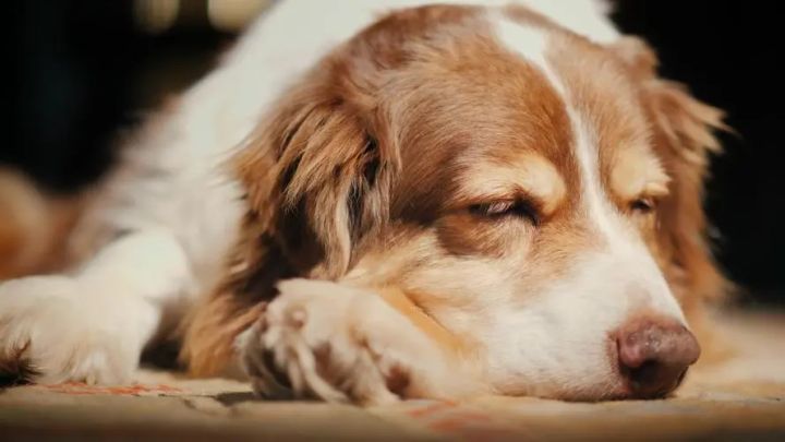 常见宠物疾病及治疗,春季宠物疾病预防