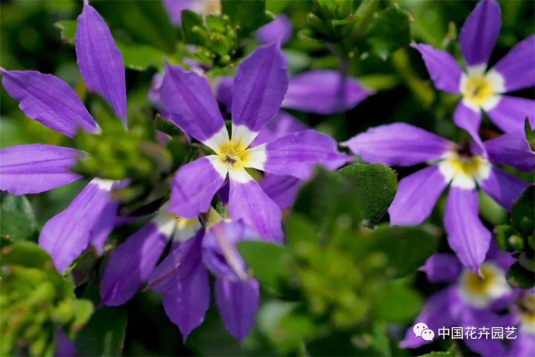 鑺卞崏鍝佺灞曠ず,鏂颁紭鑺卞崏鍝佺灞曠ず