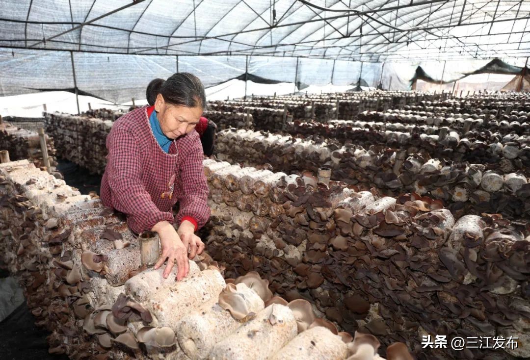发展特色种植助力脱贫攻坚地图,脱贫攻坚小香菇成脱贫增收好产业