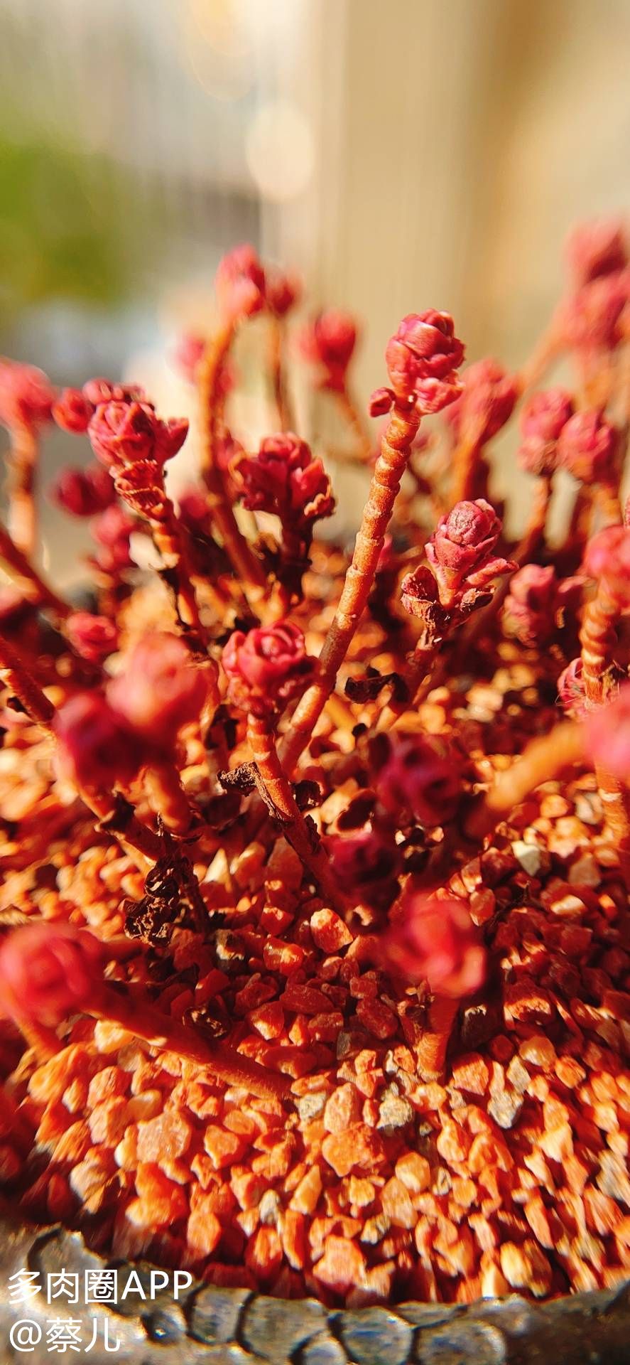 花盆排水最佳方法,花盆底下的排水孔太大怎么办