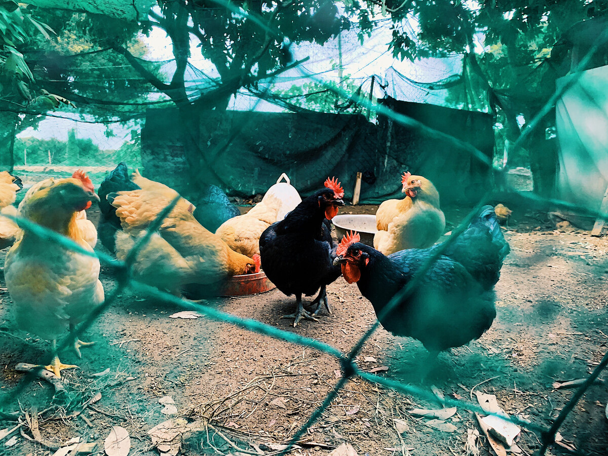 鸡过料拉稀吃什么药好得快,鸡腹部肿胀拉稀是怎么回事