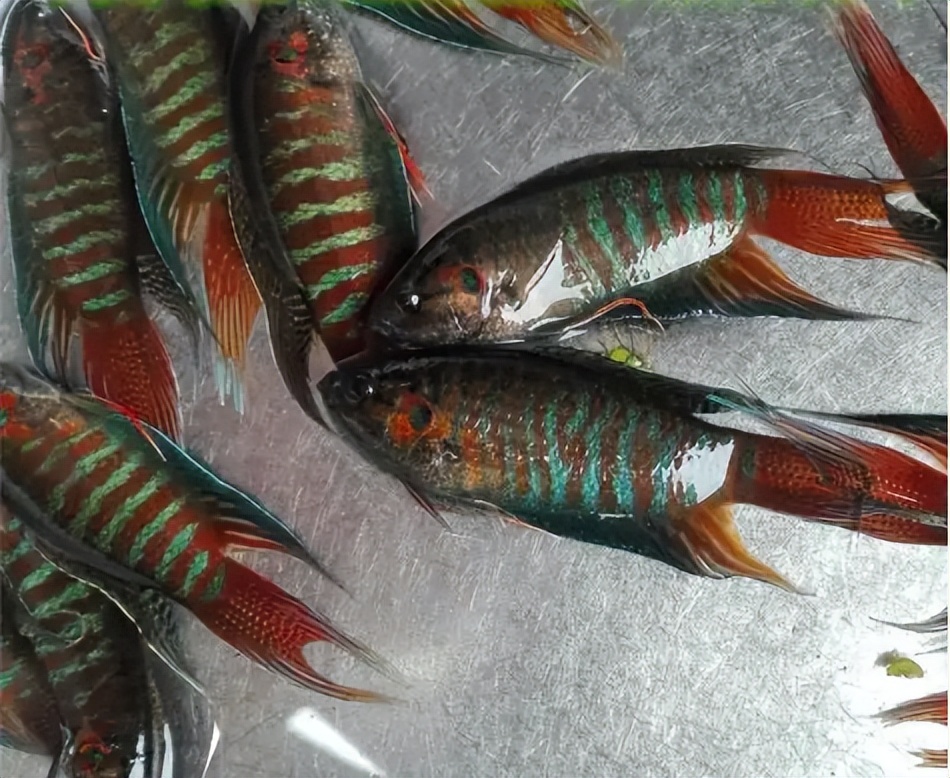 农村小杂鱼大全,农村5种不起眼的小杂鱼