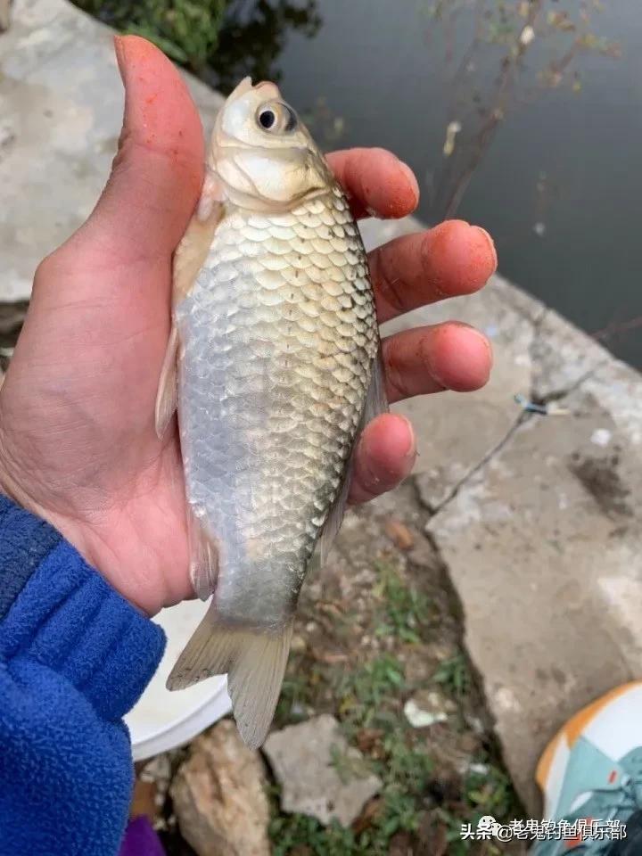 老鬼鱼饵最新,老鬼鱼饵哪一款效果最好