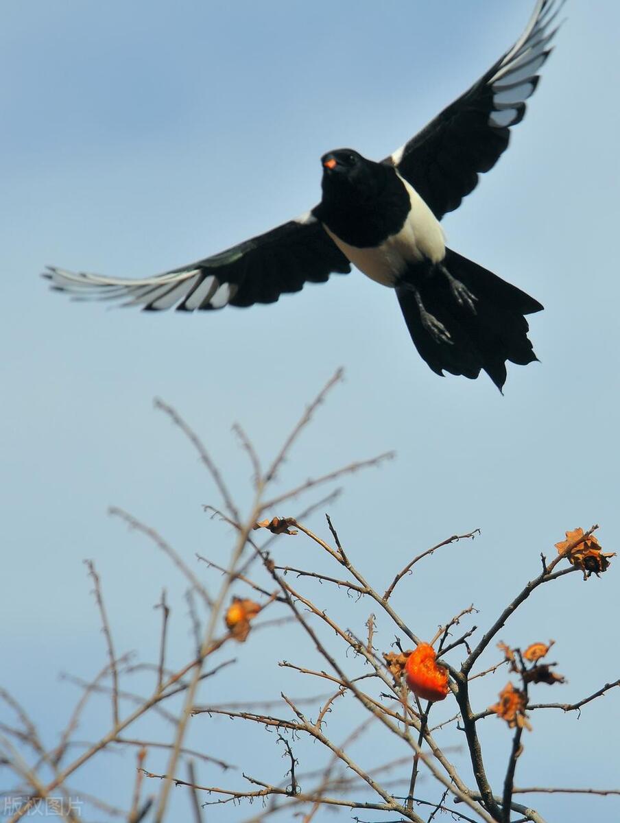 猛禽为什么不能惹喜鹊,鹰为什么不惹喜鹊