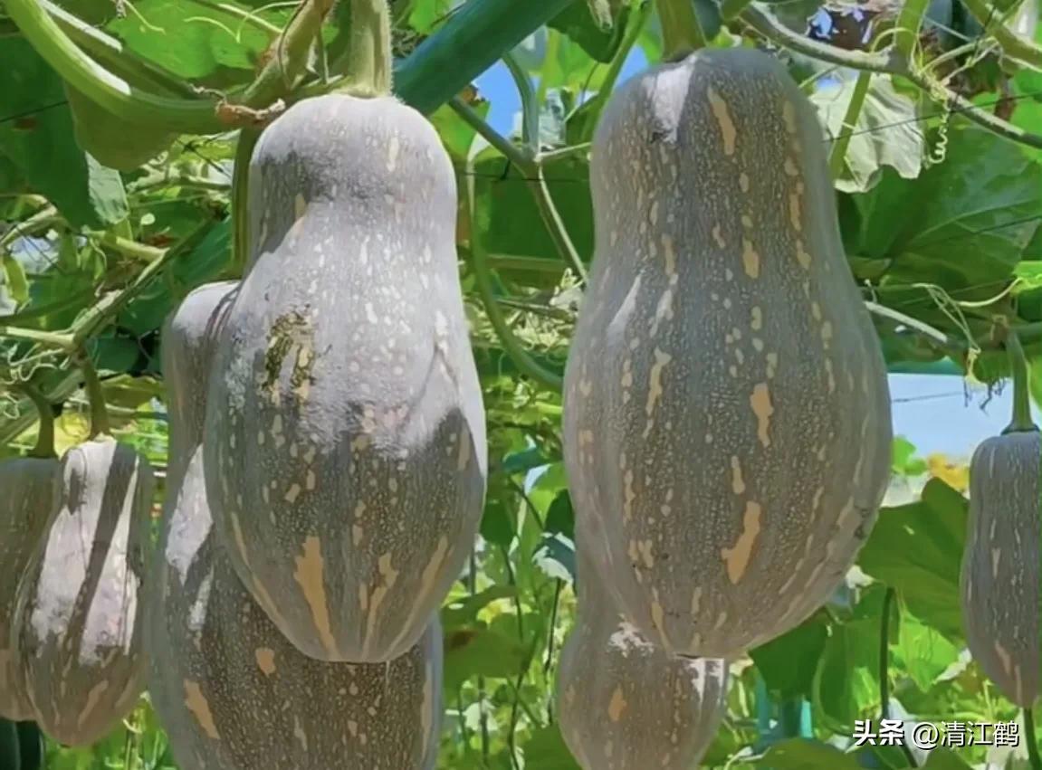 常用植物生长调节剂正确使用方法,植物调节剂喷后几个小时见效果