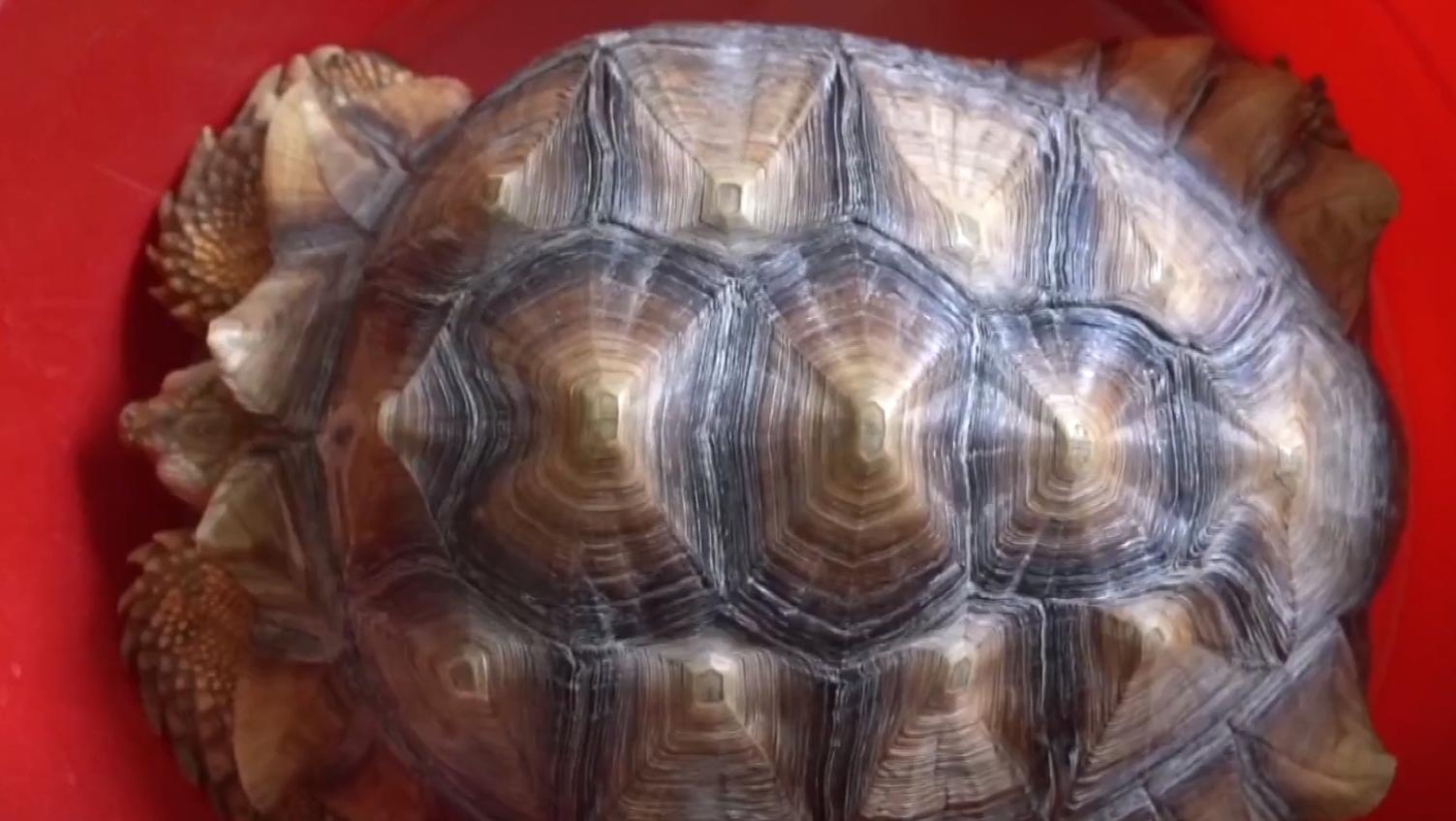 男子在臭水沟捡到一只乌龟,男子在河边捡到两只大乌龟