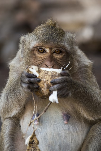 动物食物推荐,动物怎么分辨食物好不好