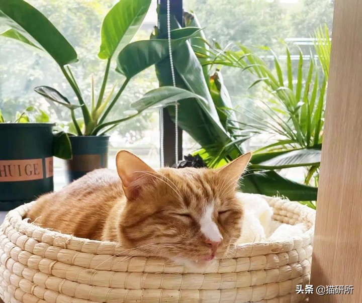 猫吃得好为啥长不胖呢,猫怎么增肥又不会胖