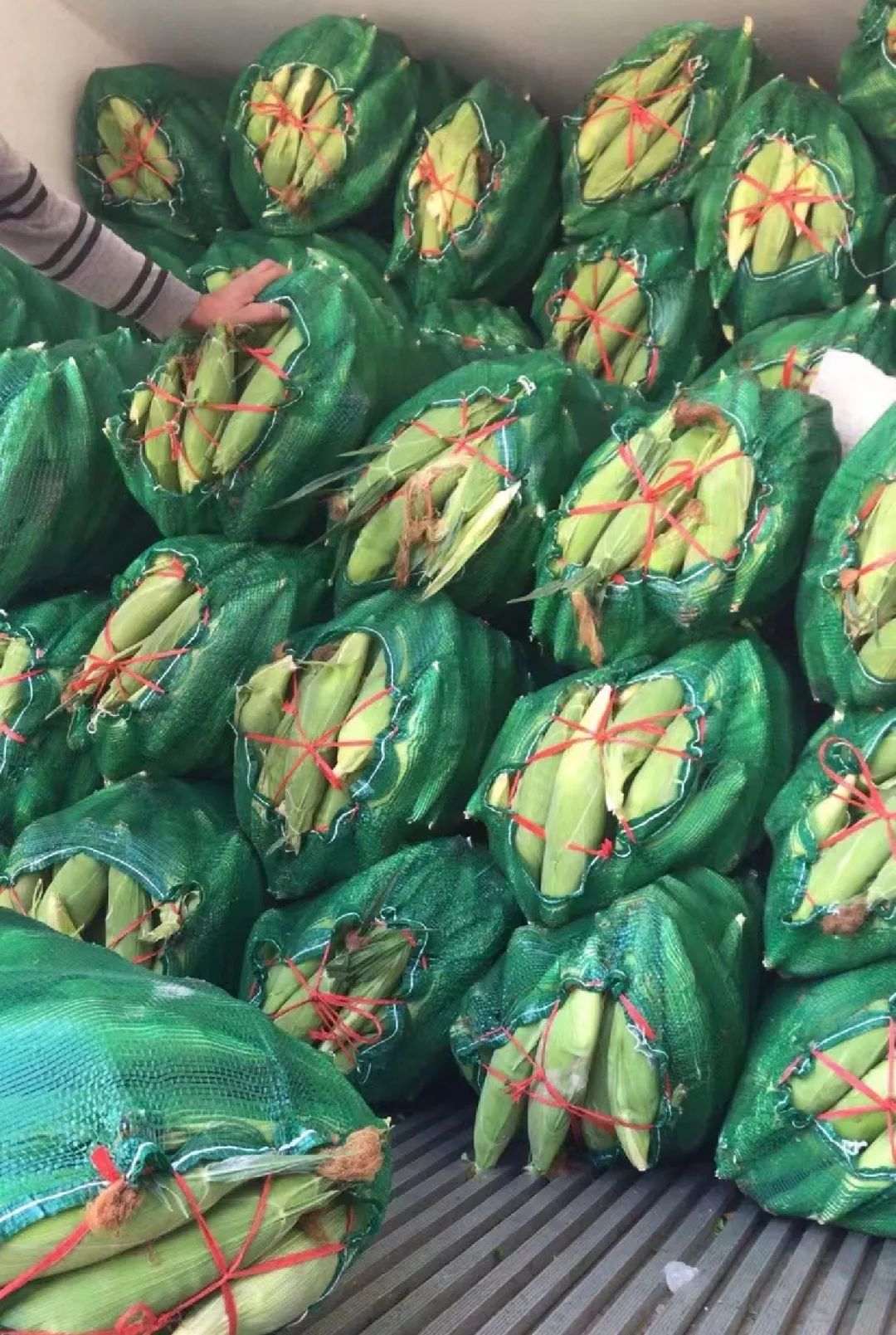 我河北沧州人，从网络安防转行种300亩糯玉米，年销售300吨农产品