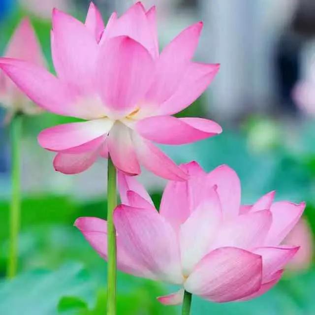 濯清涟而不妖的清的意思,濯清涟而不妖的濯字是什么意思