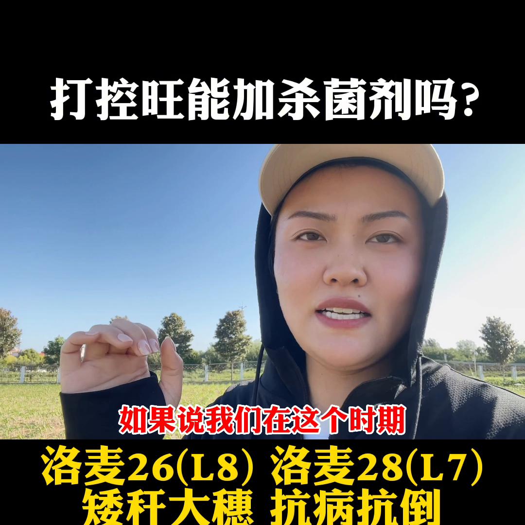 玉米控旺剂品种大全,洛玉612玉米种审定公告