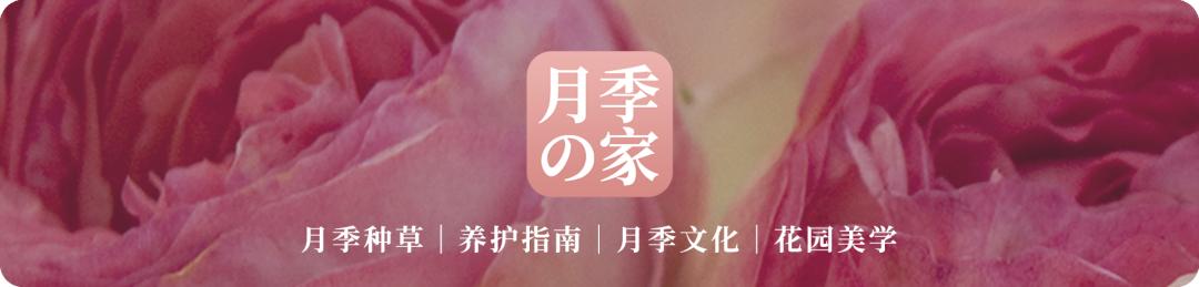 月季花瓣的旋转方向,月季花瓣和玫瑰花瓣的区别