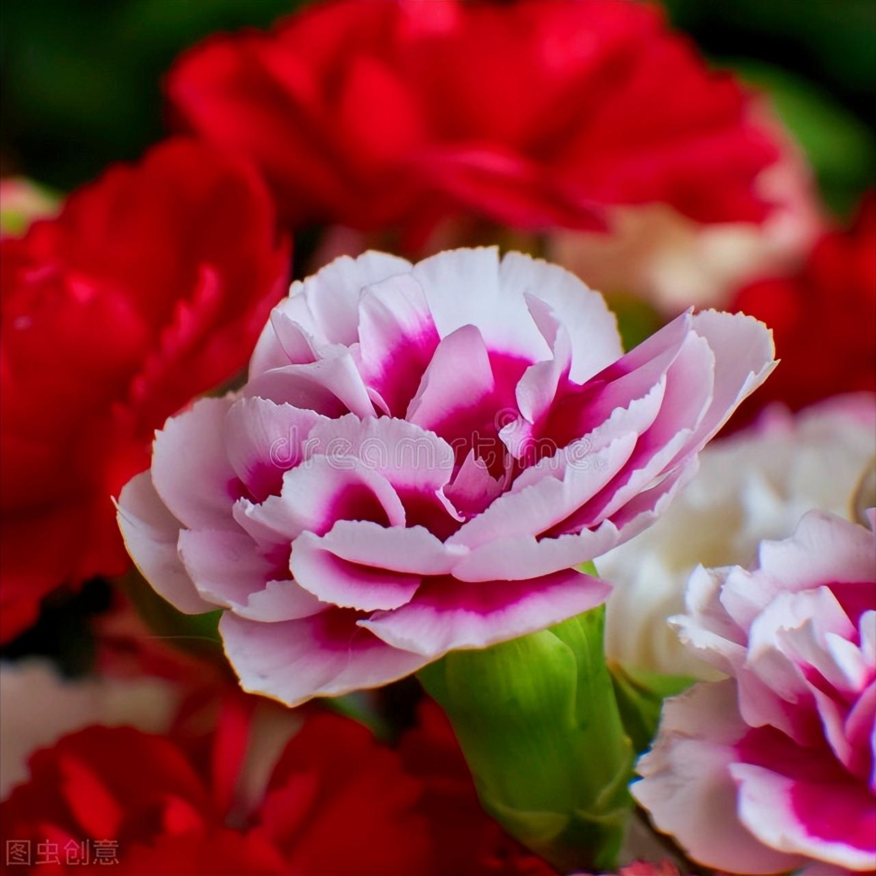 感恩母亲节祝自己节日快乐,母亲节感恩祝福词妈妈我爱你